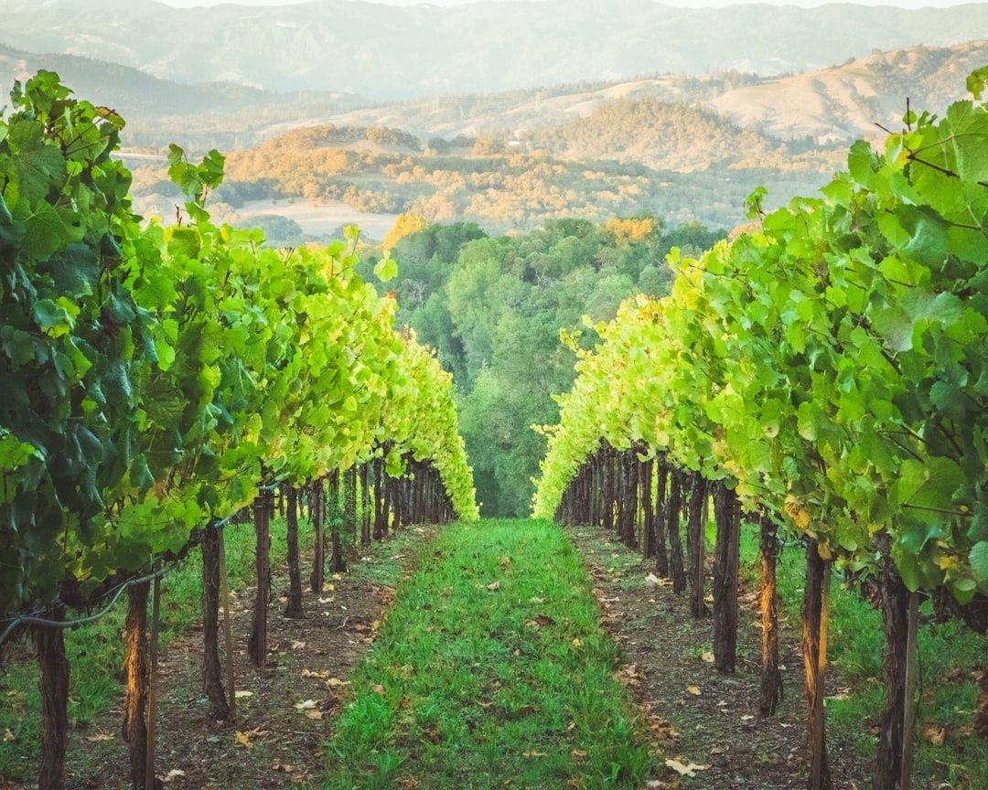 Rangées de vignes verdoyantes dans un paysage vallonné et boisé