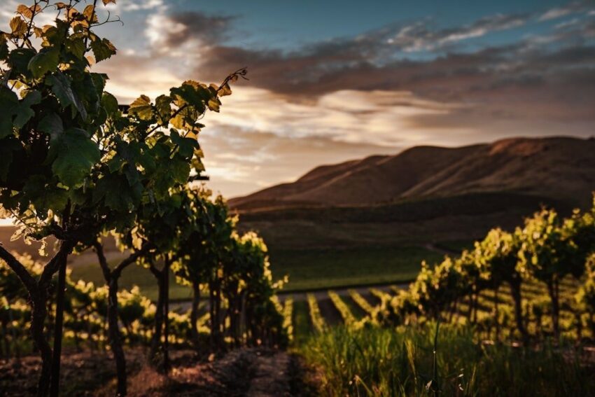 Vignes en rangs au pied d’un coteau sous une lumière dorée